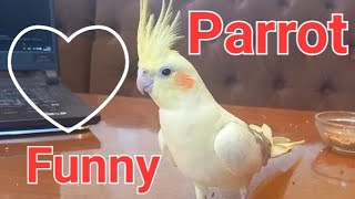 #Корелла #КореллаПоет #CockatielLife #CockatielCompanion #FunnyCockatiel #CuteBirds #FunnyParrot