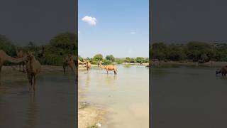 Camel is afraid of water #shorts  #shortvideo  #youtubeshorts