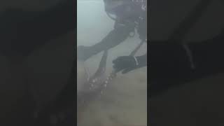 Octopus attack