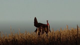 Spot and Stalk Huge Tom  🔴 Wisconsin Turkey Hunting 2020