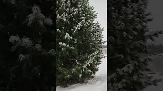 #Real #christmas #tree #viralvideo #viral #amazing #trending #shorts