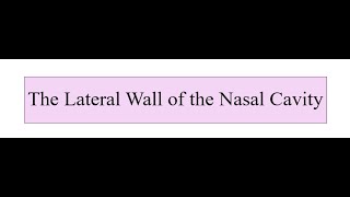 The Lateral Wall of the Nasal Cavity