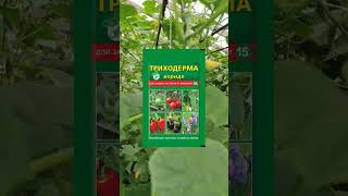 Защита огурца от холодных ночей. Питомник растений Медный сад 89218818503 Лен. обл. #shorts #огород