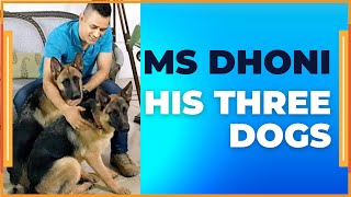 MS Dhoni's Heartfelt Quote: The Unconditional Love of His Three Dogs | motivation