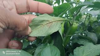 best combination #insecticides  for thrips in second fruiting stage #pepper#farming#tutorial