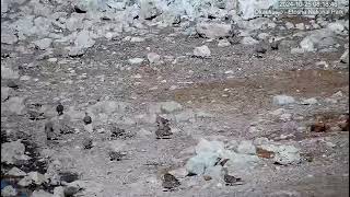 Namaqua Sandgrouse ( pterocles namaqua )