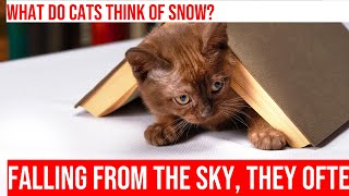 Cats' Reactions to Falling Snowflakes: Snowy Playtime Adventure!