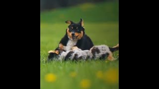 Puppies playing in open field