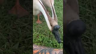 Damn attack geese up at @TylerNolan ’s house are next level 🤣 #shorts