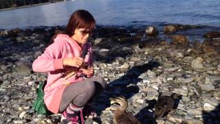 Feed ducks in Queenstown