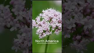 USES OF VALERIAN ROOT ACROSS THE WORLD - Dr. Sebi Approved Herb (STRESS, ANXIETY Relief)