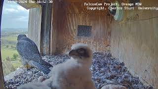 FalconCam Project 31.10.2024 16:40