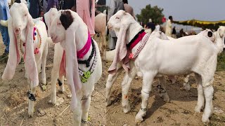 Bakra mandi rate updates 2023