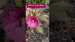 24-145 — Hibiscus Plant Is Blooming!