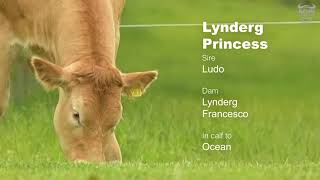 LOT #3 Lynderg Princess