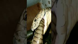 অন্য সাপকে গিলে খায় শক্তিশালী কিং কোবরা - King Cobra Eating Snake #kingkobra #snakevideo #snake