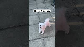 Throw it 🐩🐾 #dog #cute #cutedog #shorts