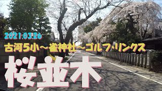 【モトブログ】お雀様前桜 茨城県古河市 古河５小～雀神社～ゴルフ・リンクス 桜並木 2021.03.26