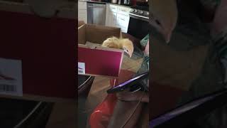 Chicken watching YouTube