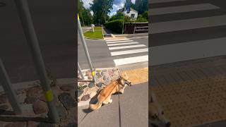 My Corgi: Always Following Traffic Rules!🦊😎🚦🛣️🚙🧡