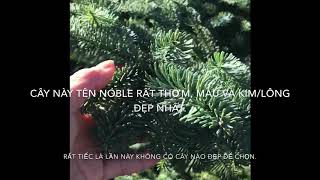 Christmas Tree Shopping - Đi chọn mua cây thông noel