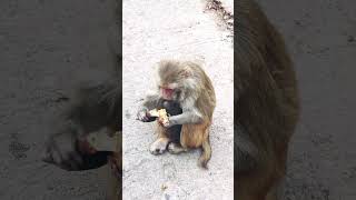 Monkey eat breakfast, and mother monkey suckling his baby #funnymammals #monkeymammals