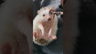 Dieta ouriço filhote 🦔🦔  /#short #selvagem