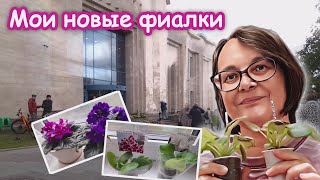 Еду за цветами. Новые фиалки из Центра фиалок