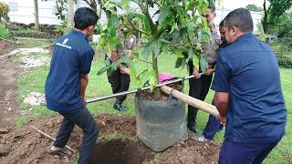 Proses Pemindahan Pohon Jambu Air Yang Sudah Besar Dari Planter Bag Ke Tanah