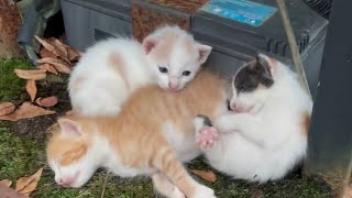 Rescue their mother kittens from the forest