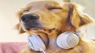 Musica Para PERROS 🐶MÚSICA para Dejar PERROS SÓLOS en CASA 2022 con Cancion Relajante Musicoterapia