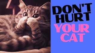 Warning: 20 Things Harmful to Your Cat