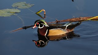 Male Wood Duck