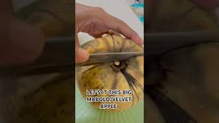 ANG LAKI NG MABOLO/VELVET APPLE #mabolo #velvet #apple #fruit #shorts #shortvideo #fruitvlog #yummy