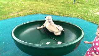 The Amazing Spinning Pug Dog