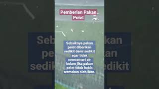 Cara Pemberian Pakan Pelet #ikan #budidaya #gurame #shortvideo #shortsvideo #like