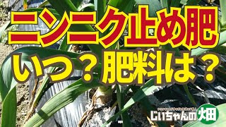 ニンニク止め肥。タイミングが遅れてはいけない、多すぎると病気になりやすい！ 2/17