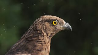 Falco Pecchiaiolo sul terreno - Honey Buzzard on the ground (Pernis apivorus)