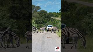 Zebra🦓crossing #shorts #trending