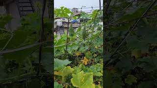 Terrace garden | Bitter gourd growing on raised net platform | Organic veg | ASMR nature sound