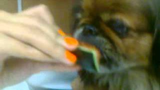 my dog eating watermelon xD