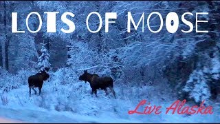 Live Alaska | Vlogmas | Lots of Moose