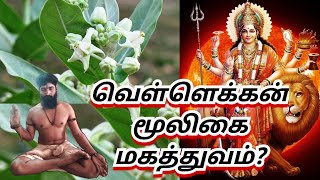 வெள்ளெக்கன்  மூலிகை மகத்துவம்? ...ஓம் நமசிவாய....