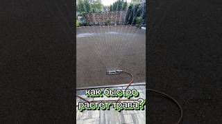 как быстро растёт травка?