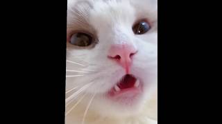 #shorts cat meme & kitten💘 - funny baby cat #cute compilation #viral