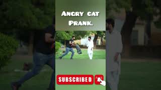 Angry cat prank