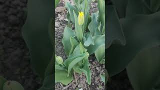 Тюльпан Йелоу Валери (Tulip Yellow Valery ).Высота 40-50 см