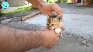 Man Deactivates Kitten..