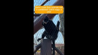 Monkeys enjoy hard-boiled eggs at the Saint Louis Zoo