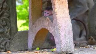 Break Heart When See Baby Hurt, Why Bad Mum Fight Baby Monkey Cry Very Loudly? wildlife